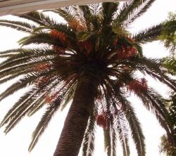 Cals Mestres (La Casa de La Palmera)